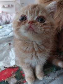 Gattino Persiano Esotico