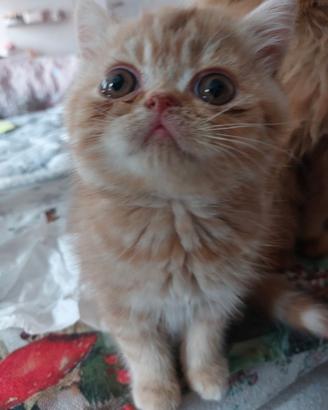 Gattino Persiano Esotico