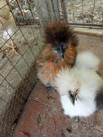 Coppia di galline moroseta