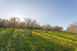 Terreno di 1800 m² a Carmignano