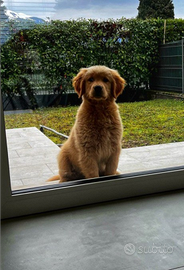 Cuccioli di Golden Retriever Americano in arrivo