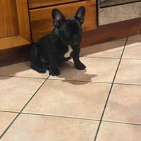 Buldog francese