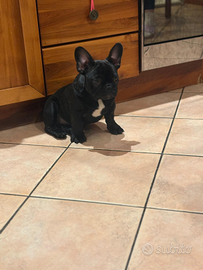 Buldog francese