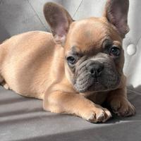 Bulldog francese
