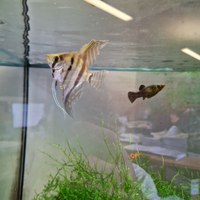 Scalari, Pterophyllum altum, pesci acqua dolce