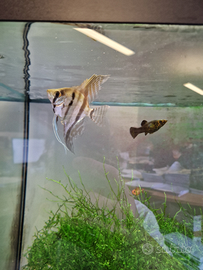 Scalari, Pterophyllum altum, pesci acqua dolce