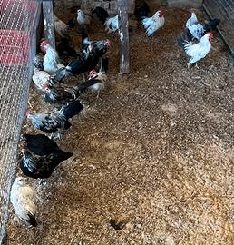 Galline Americane Nane