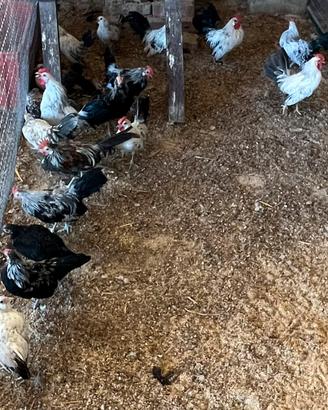 Galline Americane Nane