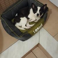 Piccola taglia