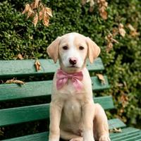 Cuccioli taglia media in adozione