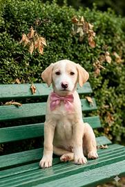 Cuccioli taglia media in adozione