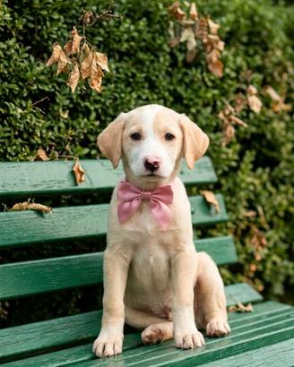 Cuccioli taglia media in adozione