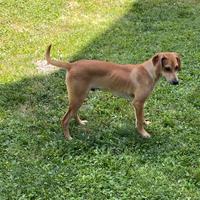 Cagnolino maschio meticcio