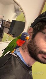 Lori arcobaleno
