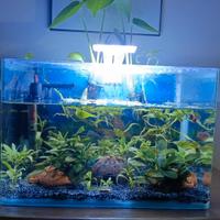  Cryptocoryne