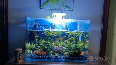  Cryptocoryne