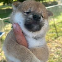 Cuccioli di Shiba Inu con pedigree ENCI