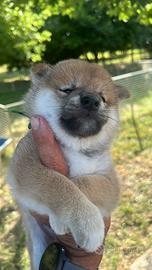 Cuccioli di Shiba Inu con pedigree ENCI