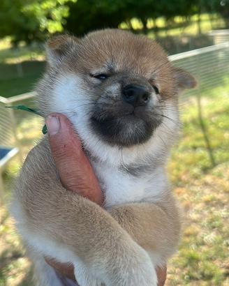 Cuccioli di Shiba Inu con pedigree ENCI
