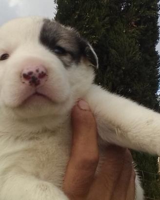 Cuccioli husky siberian e maremmano
