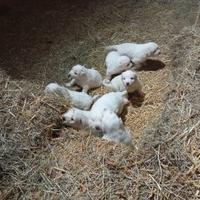 Cuccioli maremmano, abruzzese, pirenei