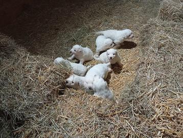 Cuccioli maremmano, abruzzese, pirenei