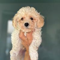 Barboncino toy pedigree