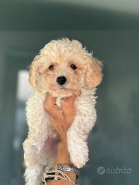 Barboncino toy pedigree