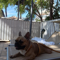 Bulldog francese per monta