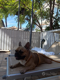 Bulldog francese per monta