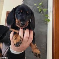 Bassotto nano pelo corto