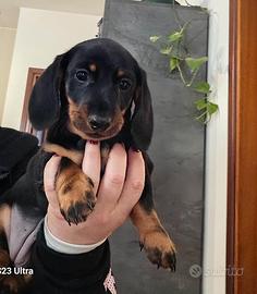 Bassotto nano pelo corto