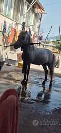 Pony