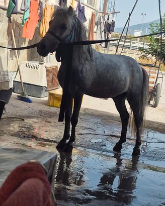 Pony