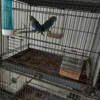 Animali