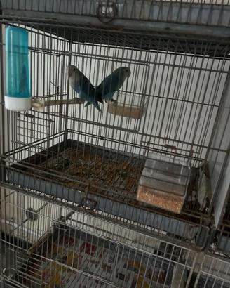Animali
