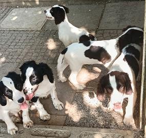 Cuccioli Springer Spaniel