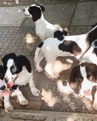 Cuccioli Springer Spaniel