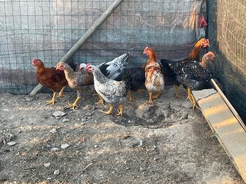 Galli e Galline