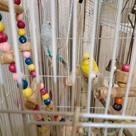 Uccellini cocorite allevati da piccoli