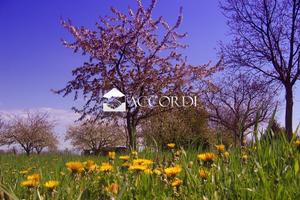 Rif.GA3_4| area edificabile san pietro di feletto