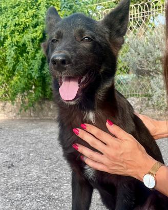 Cucciolo Lagorai nero / Akita Inu