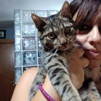 Tenero micino in adozione, TIGRO