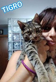 Tenero micino in adozione, TIGRO