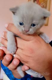 Scottish fold