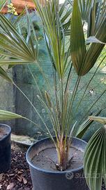 PALMA DI SAN PIETRO ( Chamaerops humilis )