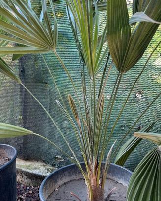 PALMA DI SAN PIETRO ( Chamaerops humilis )