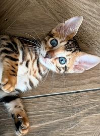 Disponibili Gatti del Bengala
