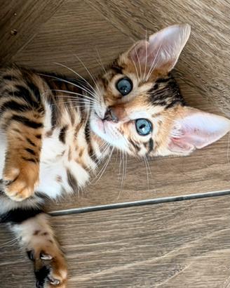 Disponibili Gatti del Bengala