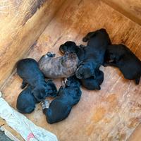 Segugio maremmano iscritti enci